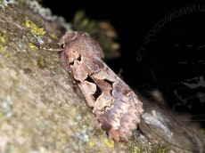 Orthosia gothica_имаго